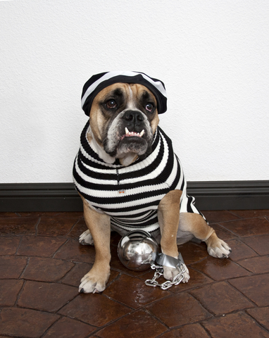A dog in a striped shirt and hat sitting on the floor.